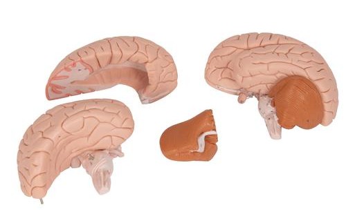 The Classic Brain Model can be disassembled to reveal hidden anatomical detail